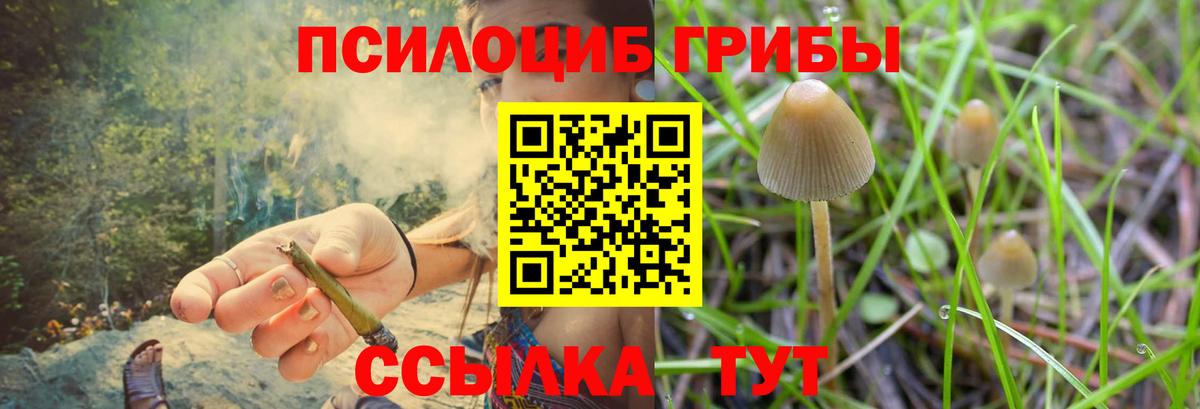 Галлюциногенные грибы Psilocybe Черногорск